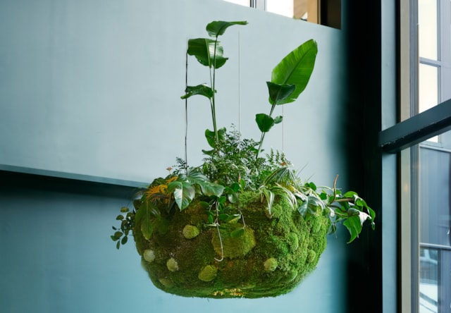 A round table with chairs and a big plant hanging over it.