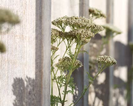 Closeup of plants.