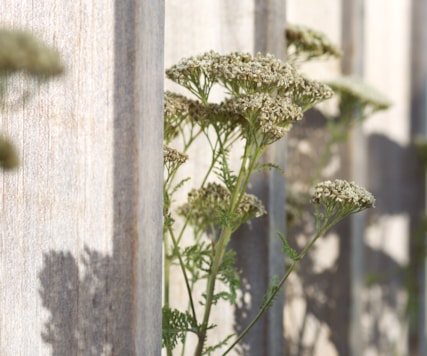 Closeup of plants.